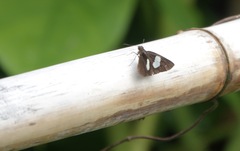 Notocrypta paralysos