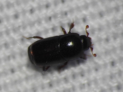 Teretrius orbus