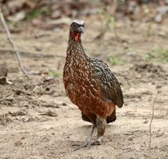 Penelope ochrogaster