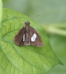 Notocrypta paralysos