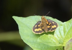Taractrocera luzonensis