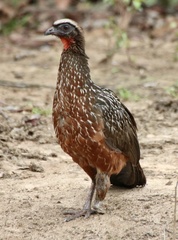 Penelope ochrogaster