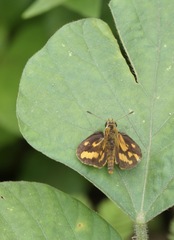 Taractrocera luzonensis