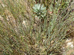 Bupleurum fruticescens