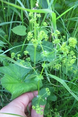 Alchemilla subcrenata