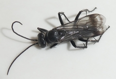 Agenioideus humilis