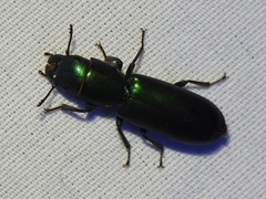 Temnoscheila virescens