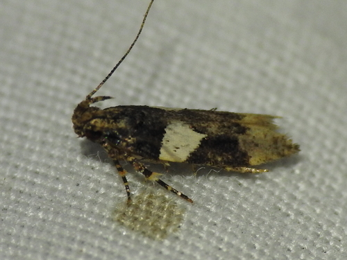 Friseria acaciella photo 3