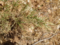 Plantago sempervirens