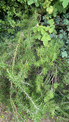 Fatsia japonica
