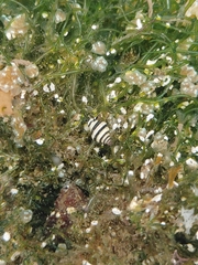 Engina lineata
