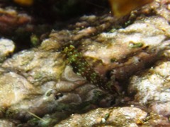 Axoclinus storeyae