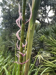 Tripsacum dactyloides