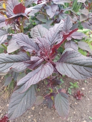 Amaranthus