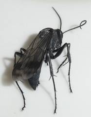 Agenioideus humilis