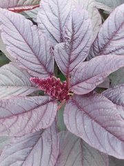 Amaranthus