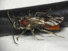 Sphaeropthalma imperialis