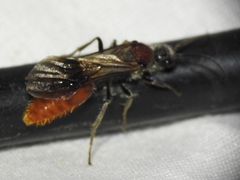 Sphaeropthalma imperialis