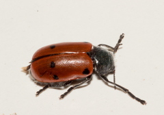 Lachnaia pubescens