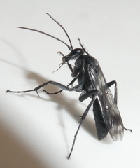 Agenioideus humilis