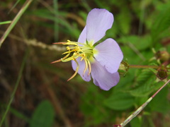 Chaetogastra paratropica