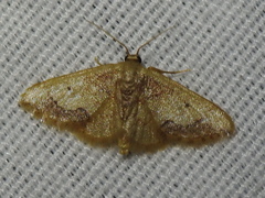 Idaea kendallaria