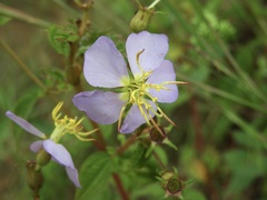 Chaetogastra paratropica