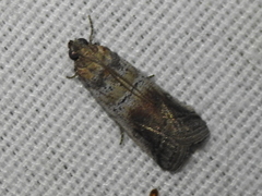 Chararica hystriculella