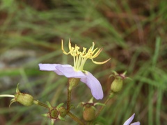 Chaetogastra paratropica
