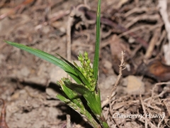 Carex breviscapa
