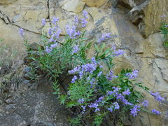 Penstemon venustus