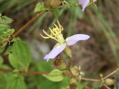 Chaetogastra paratropica
