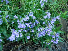 Penstemon venustus