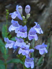 Penstemon venustus