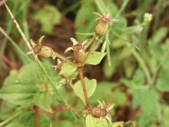 Chaetogastra paratropica