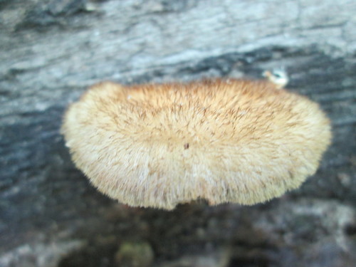 Coriolopsis trogii