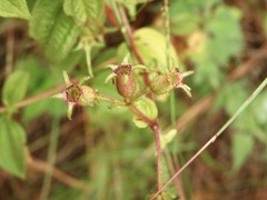 Chaetogastra paratropica