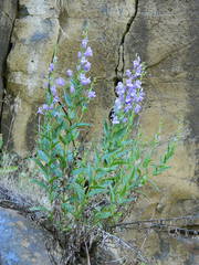 Penstemon venustus