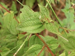 Chaetogastra paratropica