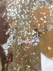 Baseodiscus hemprichii