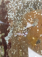 Baseodiscus hemprichii