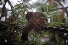 Prolemur simus