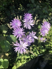 Cicerbita macrophylla