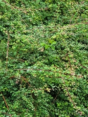 Polygonum aviculare