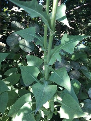 Cicerbita macrophylla