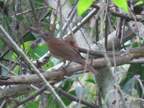 Hauxwell's Thrush (Turdus hauxwelli), photo 4