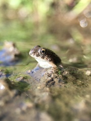 Fejervarya kawamurai