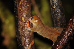 Microcebus