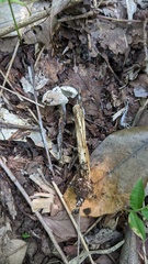 Hypomyces cervinigenus