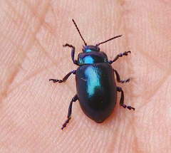 Oreina caerulea
